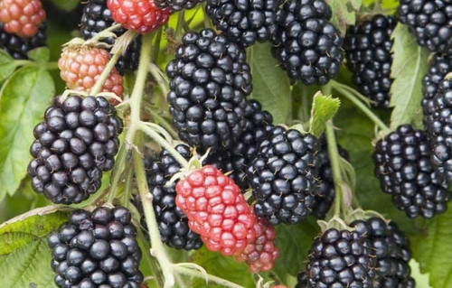 تمشک سیاه یک افزودنی خوشمزه برای هر رژیم غذایی است